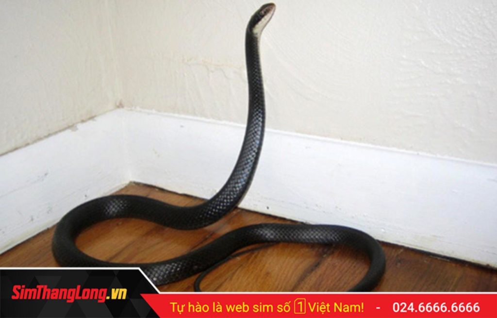 Mùng 1 rắn vào nhà là điềm báo gì? Nên có cách xử lý ra sao?