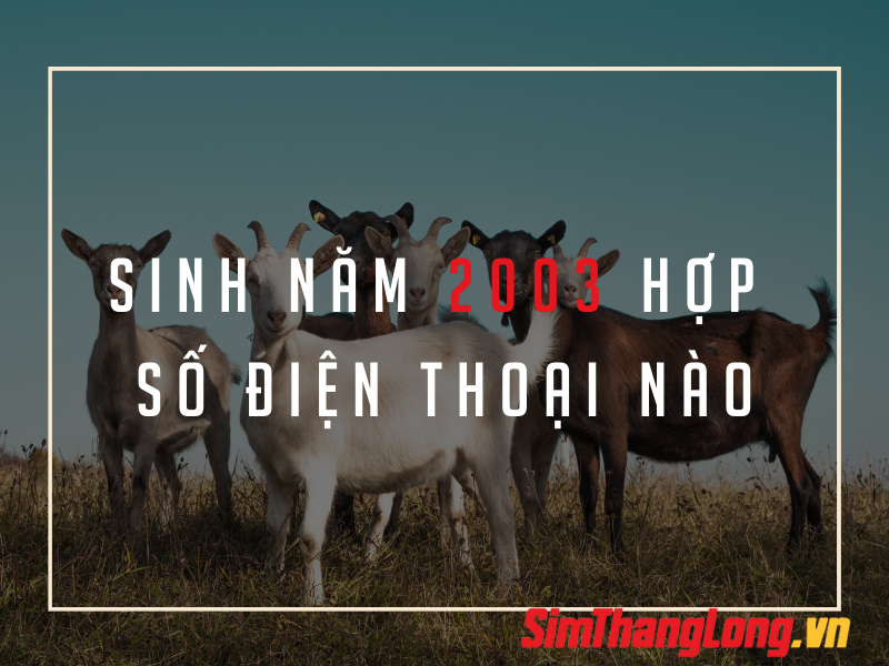 sinh-nam-2003-hop-so-dien-thoai-nao (1)