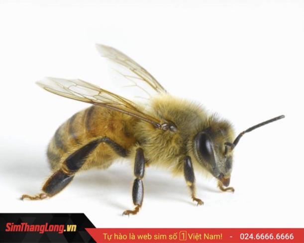 Mùng 1 bị ong đốt thì nên xử lý như thế nào?